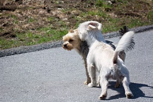 2 Hunde Begegnen sich