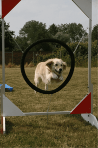 Ein Hund springt durch einen Rink